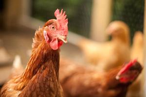 Baiada's "free to roam" claims are misleading according to the ACCC.